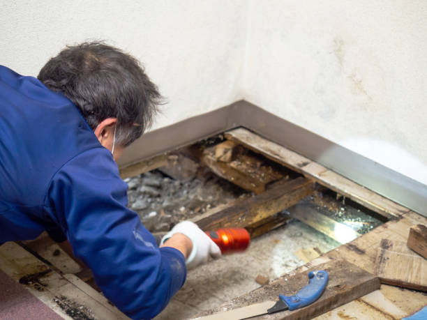 Best Mold Removal Company Near Me  in Hasbrouck Heights, NJ