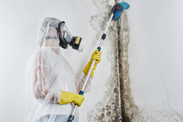 Best Affordable Mold Removal  in Hasbrouck Heights, NJ