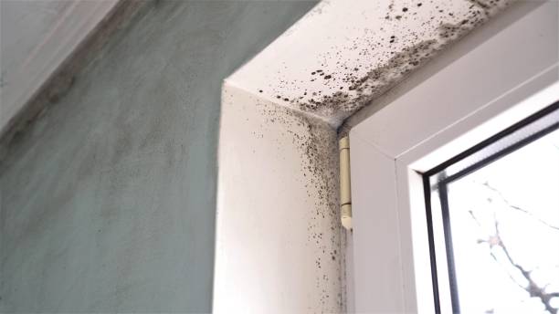Best Mold Testing  in Hasbrouck Heights, NJ