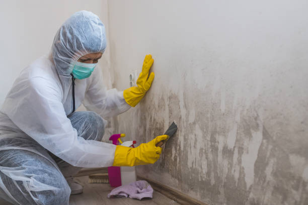 Best Certified Mold Removal  in Hasbrouck Heights, NJ