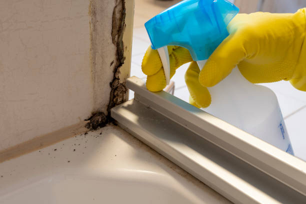 Best Professional Mold Removal  in Hasbrouck Heights, NJ