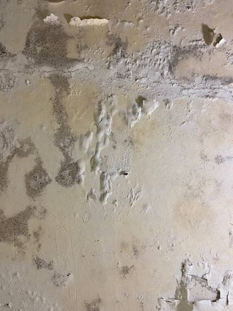Best Mold Removal Company Near Me  in Hasbrouck Heights, NJ