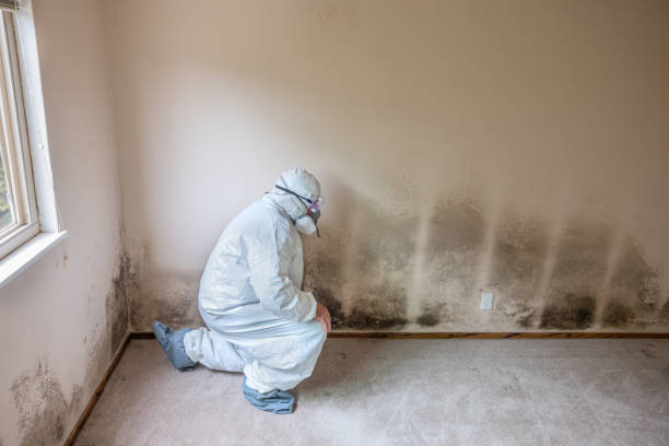 Best Toxic Mold Removal  in Hasbrouck Heights, NJ