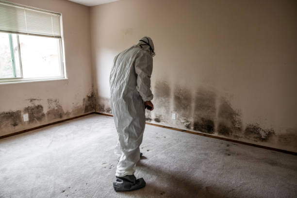 Trusted Hasbrouck Heights, NJ Mold Removal Experts