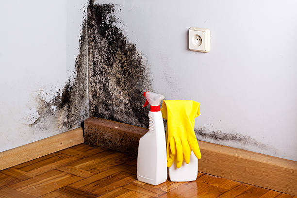 Best Attic Mold Removal  in Hasbrouck Heights, NJ