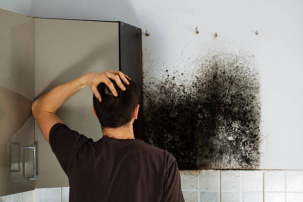Best Fast Mold Removal  in Hasbrouck Heights, NJ