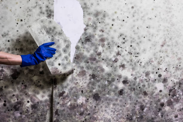 Best Mold Testing and Removal  in Hasbrouck Heights, NJ