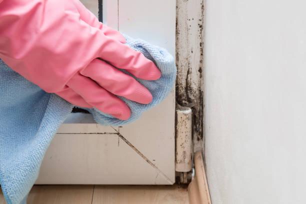 Attic Mold Removal in Hasbrouck Heights, NJ